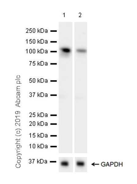 Western blot - Anti-DHX36 antibody [EPR20868-12] (AB223564), expandable thumbnail