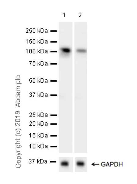 Western blot - Anti-DHX36 antibody [EPR20868-12] (AB223564)