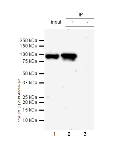 Immunoprecipitation - Anti-DHX36 antibody [EPR20868-12] - BSA and Azide free (AB269958)