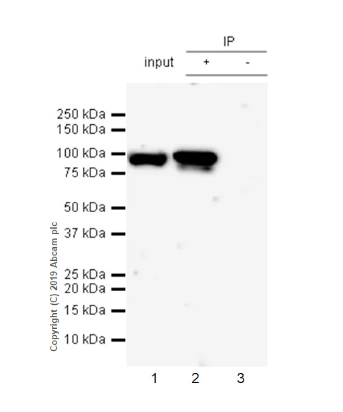 Immunoprecipitation - Anti-DHX36 antibody [EPR20868-12] - BSA and Azide free (AB269958)