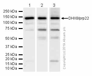 Western blot - Anti-DHX8/prp22 antibody [EPR9146(2)] - BSA and Azide free (AB246344), expandable thumbnail