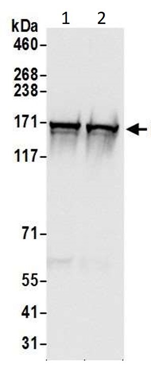 Western blot - Anti-DIAPH1 antibody (AB11173), expandable thumbnail