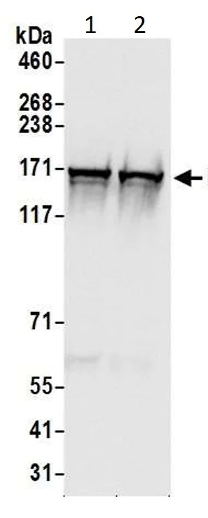 Western blot - Anti-DIAPH1 antibody (AB11173)