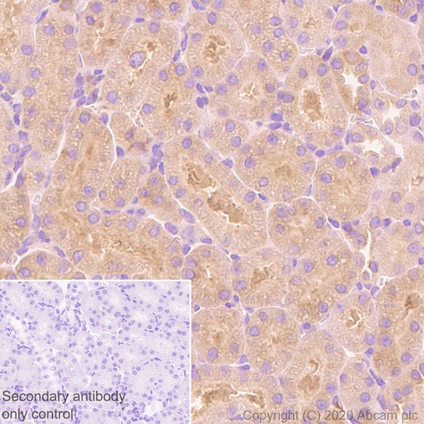 Immunohistochemistry (Formalin/PFA-fixed paraffin-embedded sections) - Anti-DIAPH1 antibody [EPR7948] (ab129167), expandable thumbnail