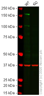 Western blot - Anti-DIAPH1 antibody [EPR7948] (AB129167)