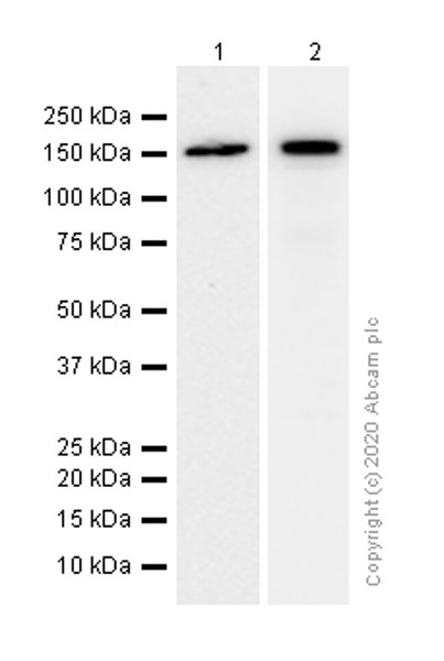 Western blot - Anti-DIAPH1 antibody [EPR7948] (AB129167), expandable thumbnail