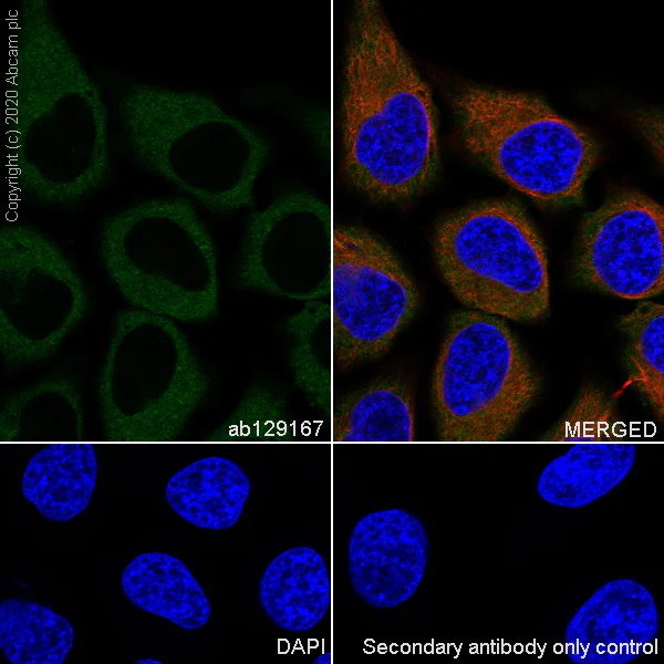 Immunocytochemistry/ Immunofluorescence - Anti-DIAPH1 antibody [EPR7948] - BSA and Azide free (AB248325)