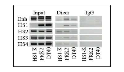 ChIP - Anti-Dicer antibody [13D6] - ChIP Grade (AB14601)