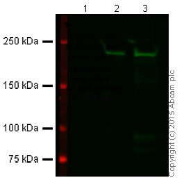 Western blot - Anti-Dicer antibody [13D6] - ChIP Grade (AB14601), expandable thumbnail