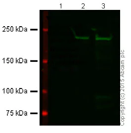 Western blot - Anti-Dicer antibody [13D6] - ChIP Grade (AB14601)