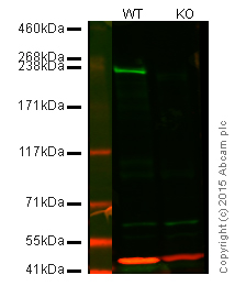 Western blot - Anti-Dicer antibody [13D6] - ChIP Grade (AB14601), expandable thumbnail