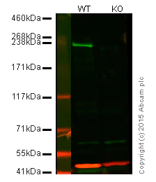 Western blot - Anti-Dicer antibody [13D6] - ChIP Grade (AB14601)