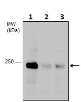 Western blot - Anti-Dicer antibody (AB227518)