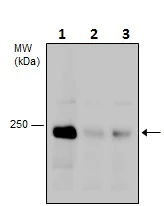 Western blot - Anti-Dicer antibody (AB227518)