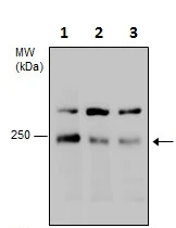 Western blot - Anti-Dicer antibody (AB227518)
