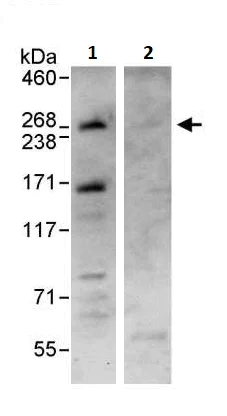 Immunoprecipitation - Anti-Dicer antibody (AB264250)