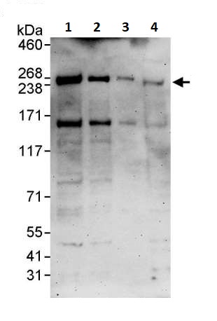Western blot - Anti-Dicer antibody (AB264250)