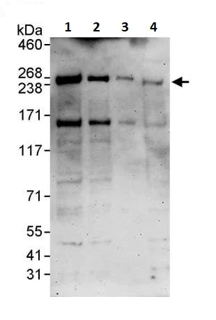 Western blot - Anti-Dicer antibody (AB264250)