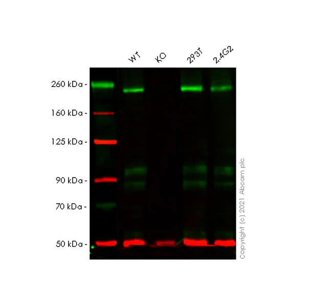 Western blot - Anti-Dicer antibody [EPR24104-105] (AB259327)