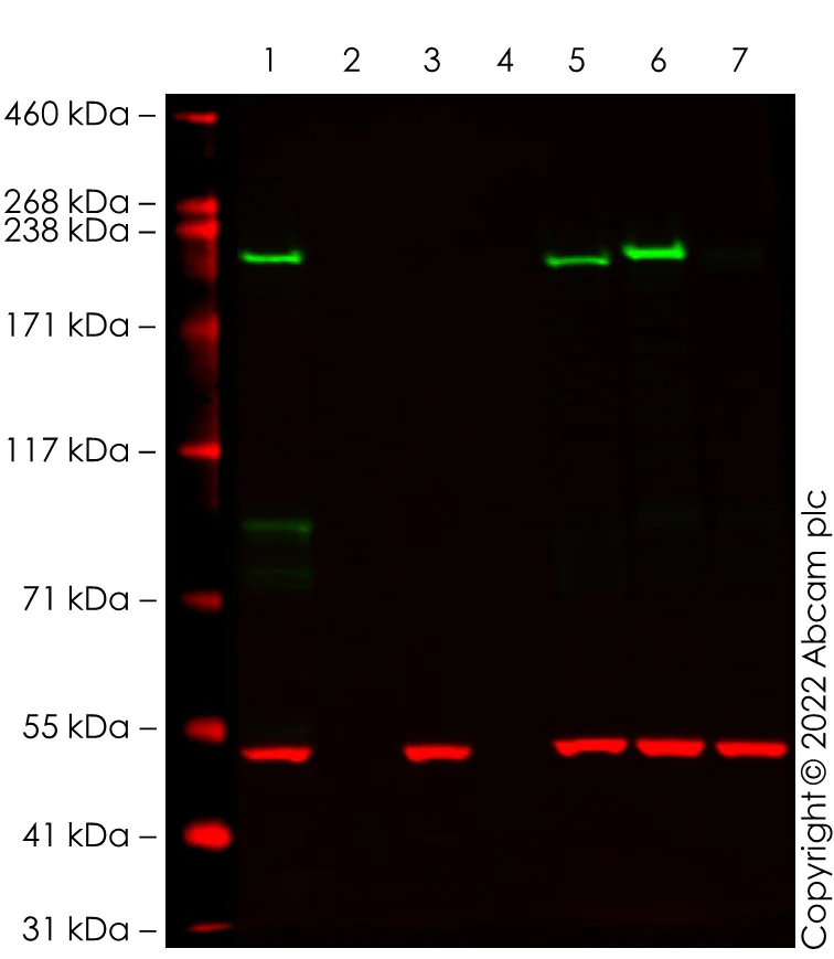 Western blot - Anti-Dicer antibody [EPR24104-105] (AB259327)