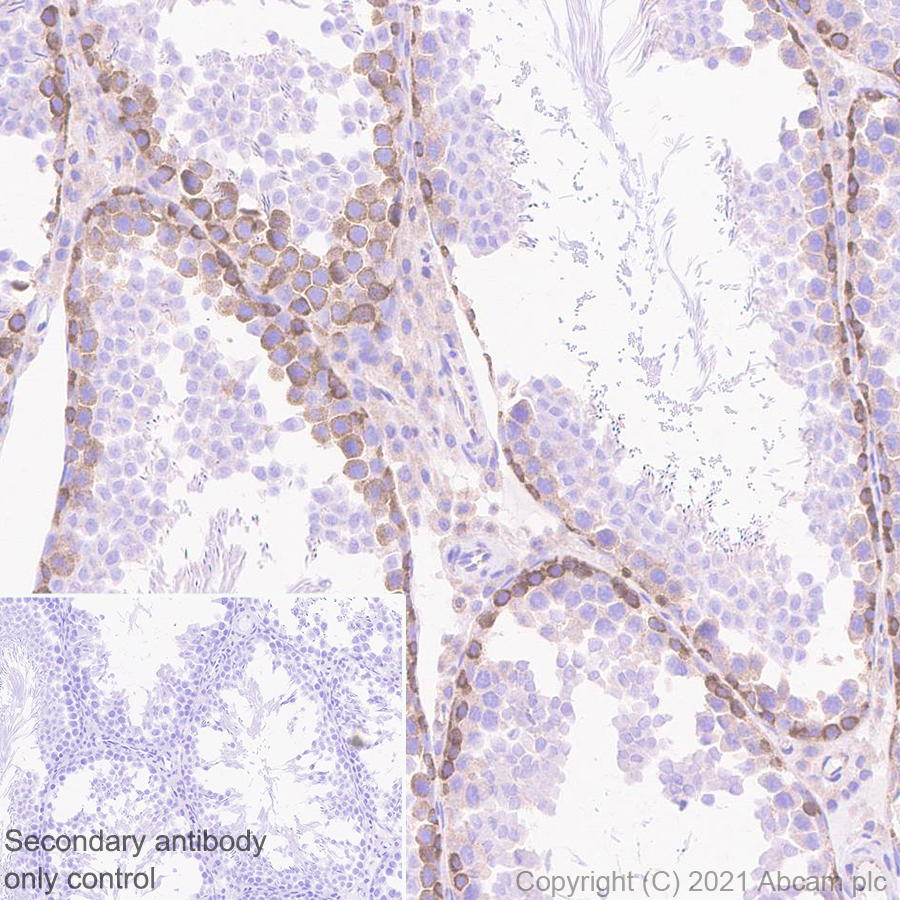 Immunohistochemistry (Formalin/PFA-fixed paraffin-embedded sections) - Anti-Dicer antibody [EPR24104-105] - BSA and Azide free (ab280957), expandable thumbnail