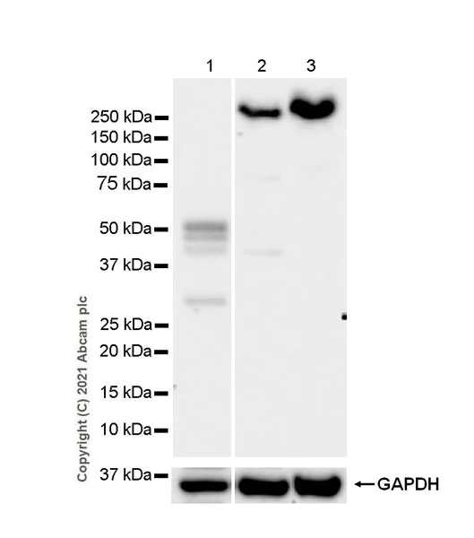 Western blot - Anti-Dicer antibody [EPR24104-105] - BSA and Azide free (AB280957)