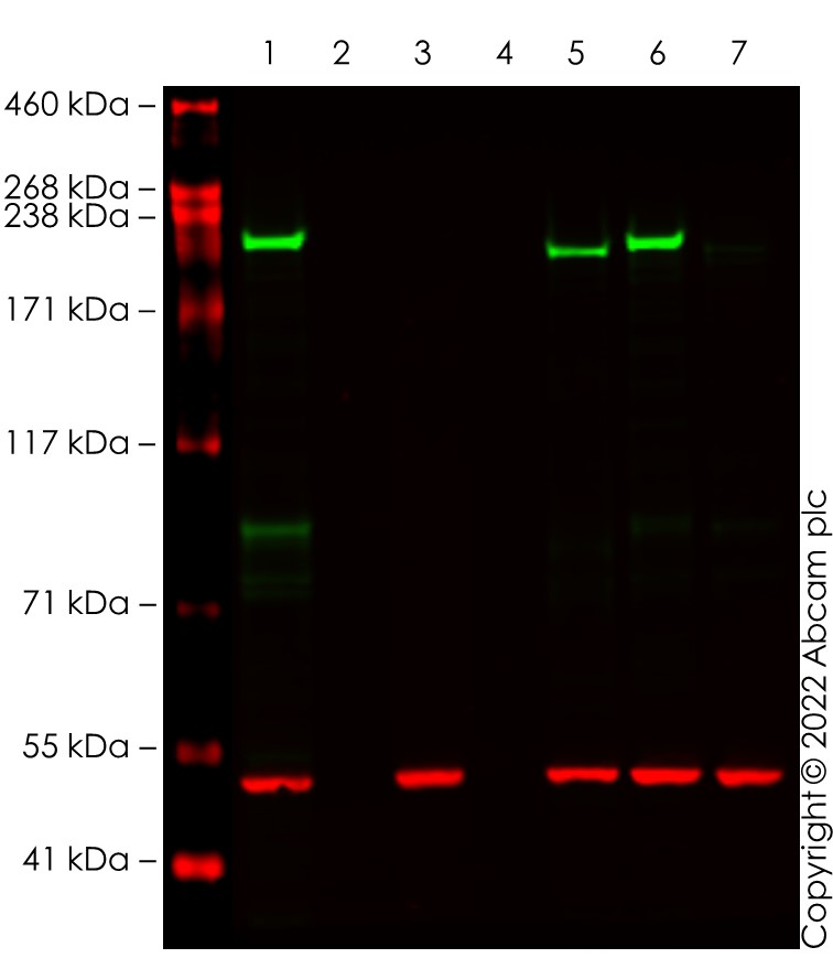 Western blot - Anti-Dicer antibody [EPR24104-105] - BSA and Azide free (ab280957), expandable thumbnail