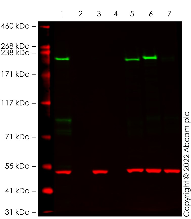 Western blot - Anti-Dicer antibody [EPR24104-105] - BSA and Azide free (ab280957), expandable thumbnail