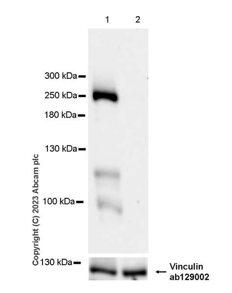 Western blot - Anti-Dicer antibody [EPR27386-39] (AB315232)