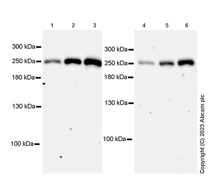 Western blot - Anti-Dicer antibody [EPR27386-39] (AB315232)