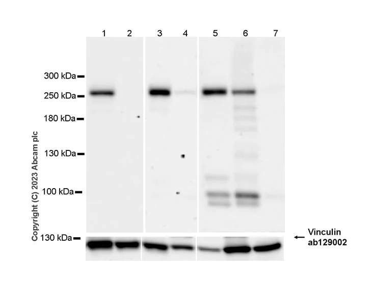 Western blot - Anti-Dicer antibody [EPR27386-39] (AB315232)