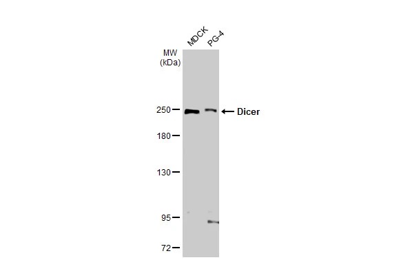 Western blot - Anti-Dicer antibody [HL1232] (AB308349), expandable thumbnail