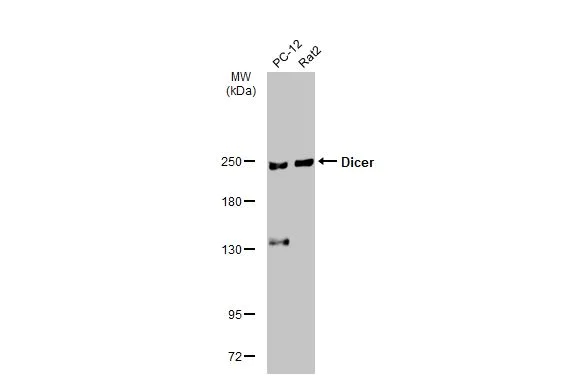 Western blot - Anti-Dicer antibody [HL1232] (AB308349)