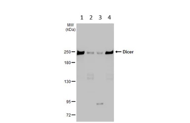 Western blot - Anti-Dicer antibody [HL1232] (AB308349), expandable thumbnail