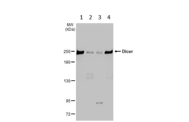 Western blot - Anti-Dicer antibody [HL1232] (AB308349)