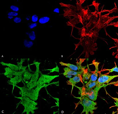 Immunocytochemistry/ Immunofluorescence - Anti-Dicer antibody [N167/7] (AB167444)