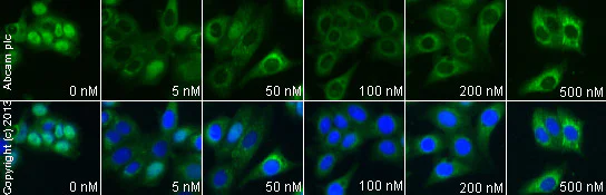 Functional Studies - Dienogest, Steroidal progesterone (AB141282)