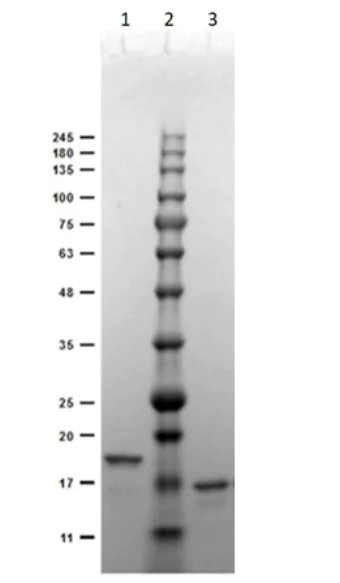 SDS-PAGE - Anti-Digoxigenin antibody [DIG44] (AB288749)