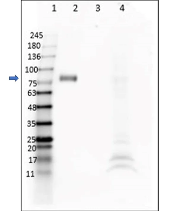 Western blot - Anti-Digoxigenin antibody [DIG45] (AB288734)