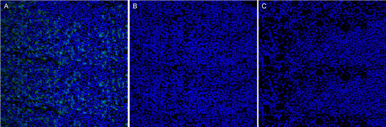 Immunohistochemistry (Frozen sections) - Anti-Digoxigenin antibody [EPR26829-63] (AB320717)