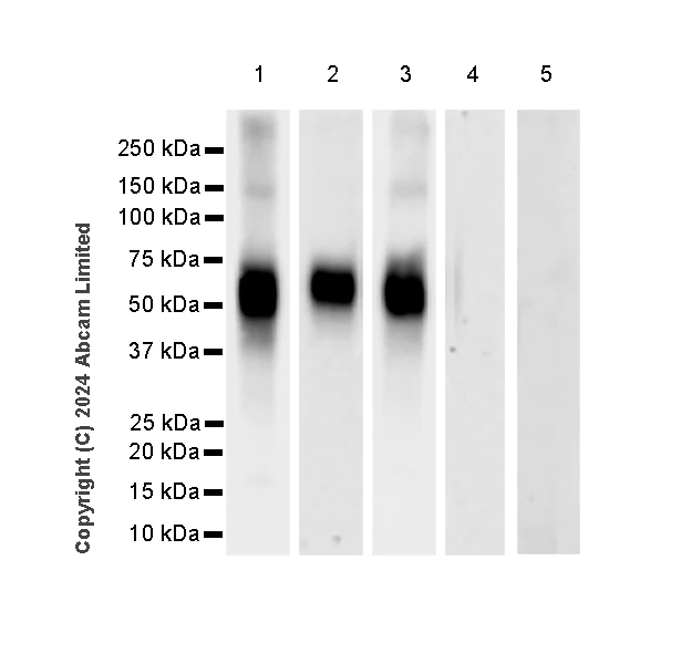 Western blot - Anti-Digoxigenin antibody [EPR26829-63] - BSA and Azide free (AB320718)