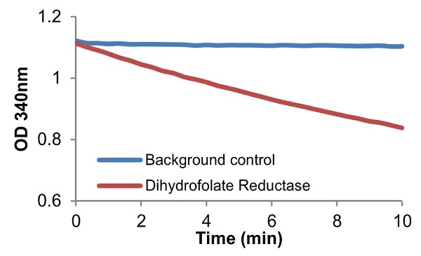 Functional Studies - Dihydrofolate Reductase Assay Kit (Colorimetric) (AB239705)