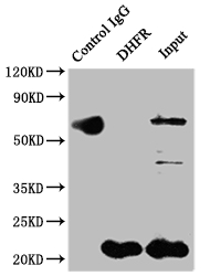 Immunoprecipitation - Anti-Dihydrofolate reductase (DHFR) antibody [9B2] (AB288373), expandable thumbnail