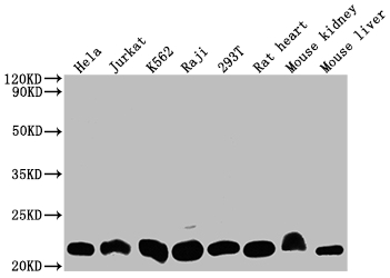 Western blot - Anti-Dihydrofolate reductase (DHFR) antibody [9B2] (AB288373), expandable thumbnail