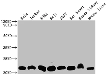 Western blot - Anti-Dihydrofolate reductase (DHFR) antibody [9B2] (AB288373)