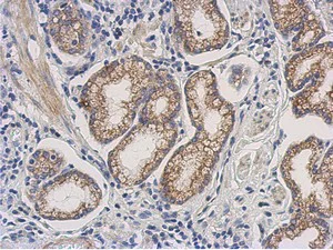 Immunohistochemistry (Formalin/PFA-fixed paraffin-embedded sections) - Anti-Dihydrofolate reductase (DHFR) antibody (AB152159)
