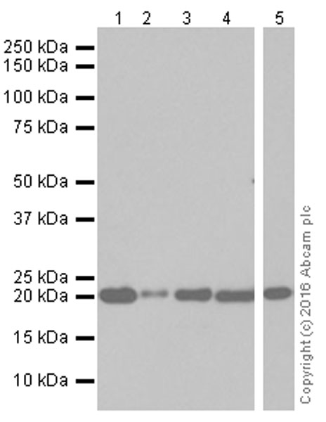 Western blot - Anti-Dihydrofolate reductase (DHFR) antibody [EPR5284] (AB133546), expandable thumbnail