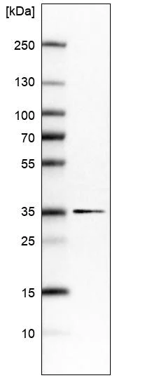 Western blot - Anti-DIMT1L antibody (AB184978)