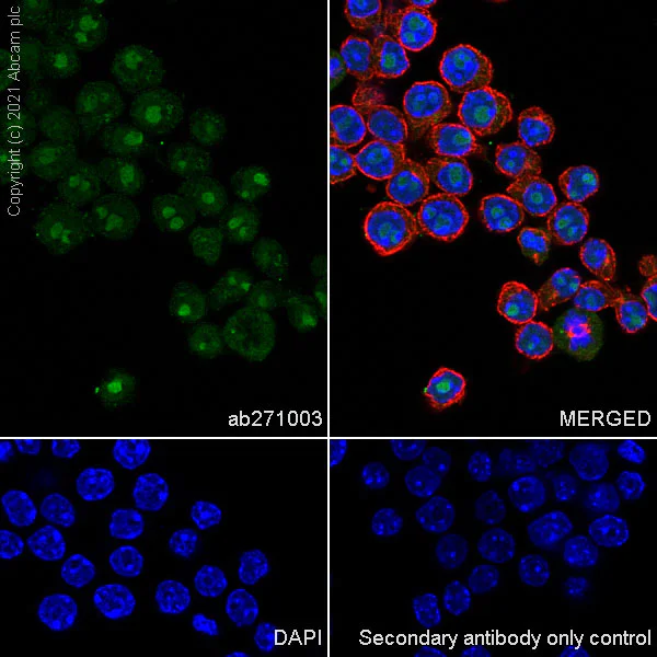 Immunocytochemistry/ Immunofluorescence - Anti-DIMT1L antibody [EPR24385-100] (AB271003)