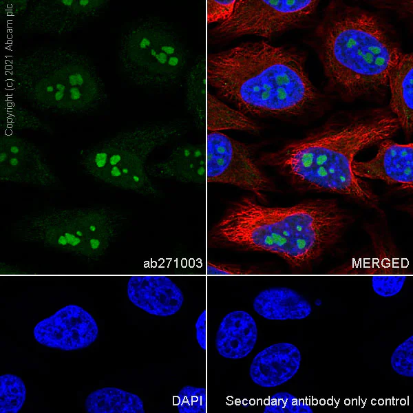 Immunocytochemistry/ Immunofluorescence - Anti-DIMT1L antibody [EPR24385-100] - BSA and Azide free (AB282282)